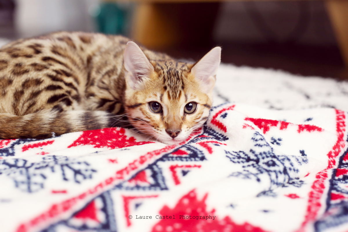 Accueillir Un Chaton A La Maison Les Petits Riens